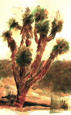 Joshua Tree